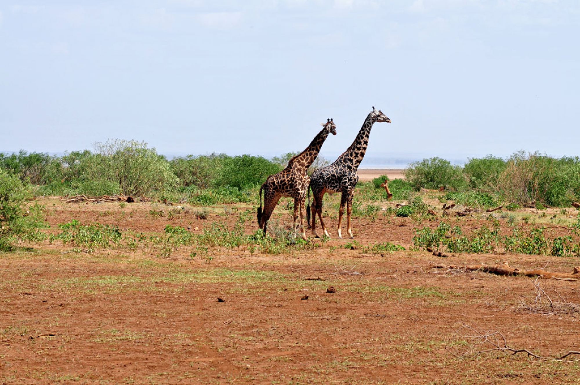 Spirit of Kenya field photograph 11