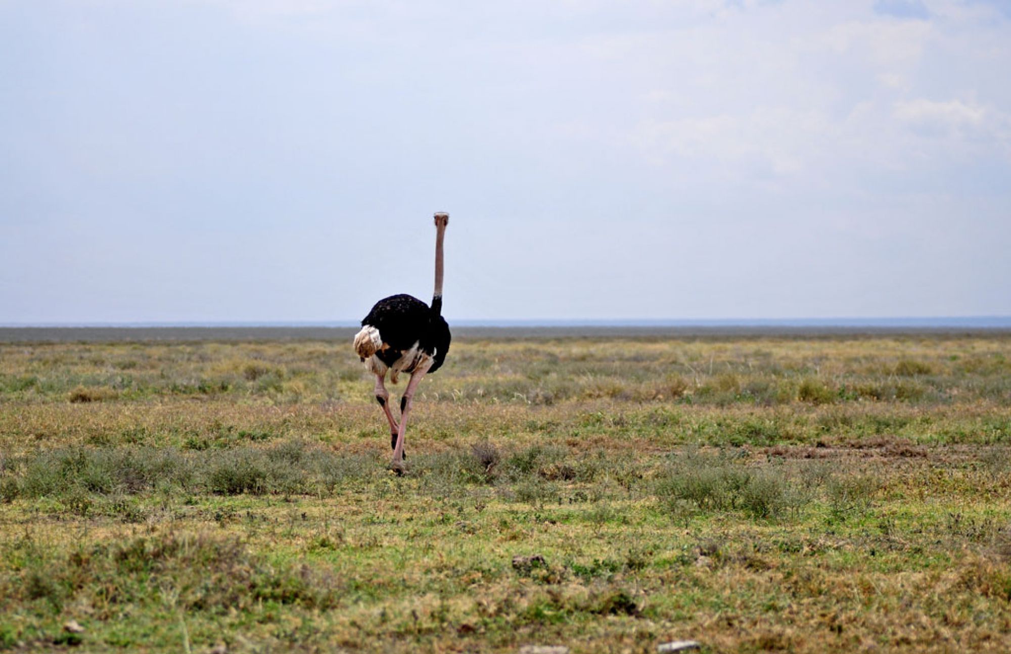 Spirit of Kenya field photograph 19