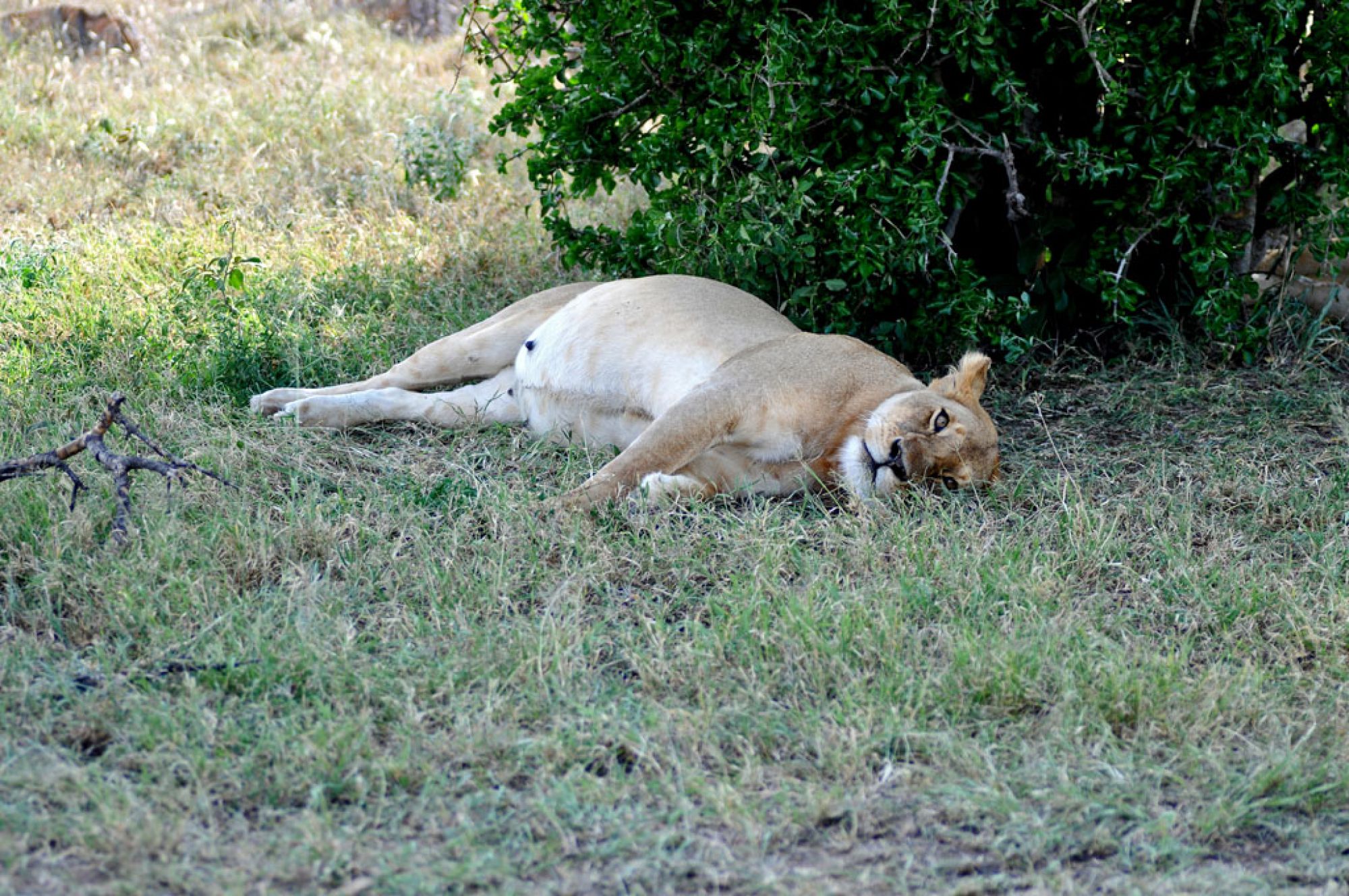 Spirit of Kenya field photograph 30