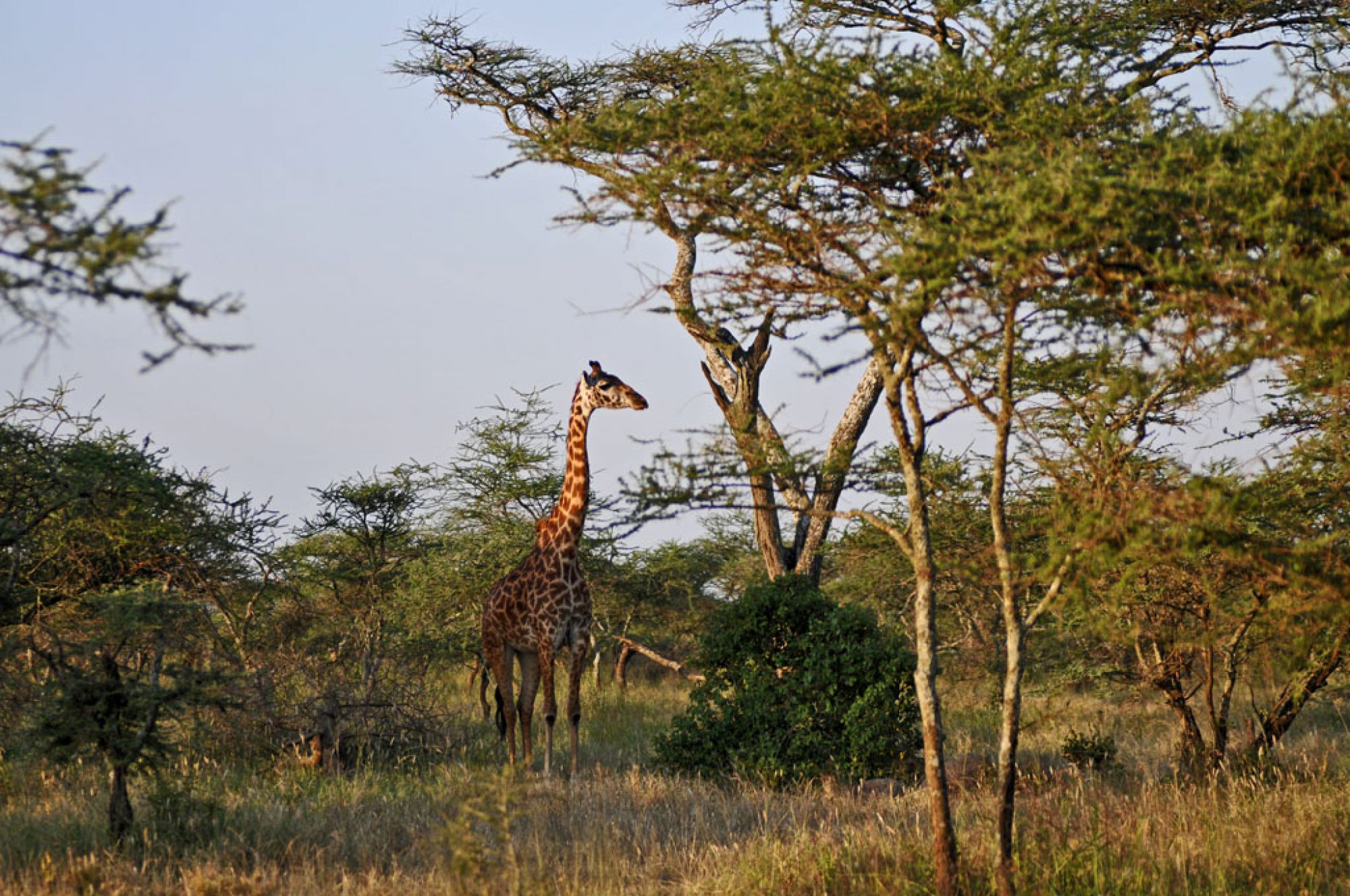 Spirit of Kenya field photograph 41