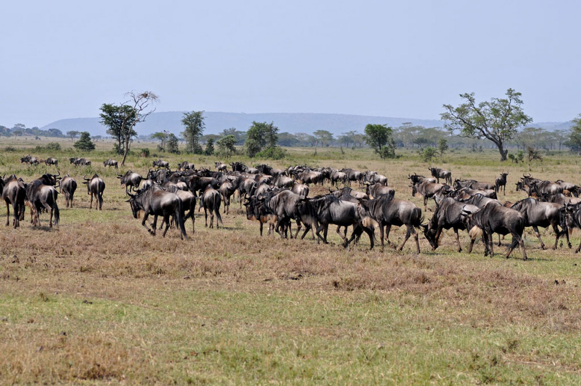 Spirit of Kenya field photograph 70