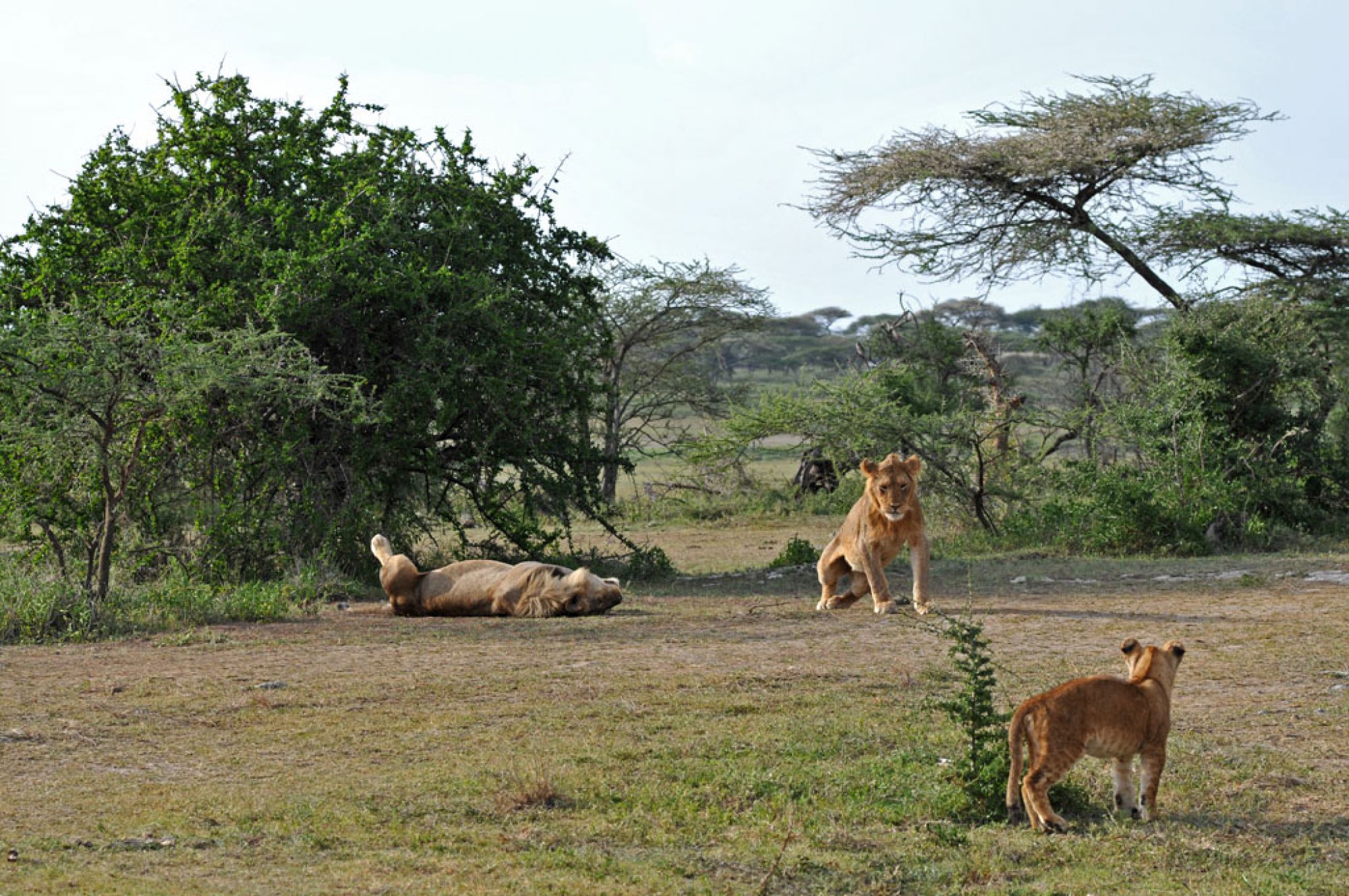 Spirit of Kenya field photograph 91