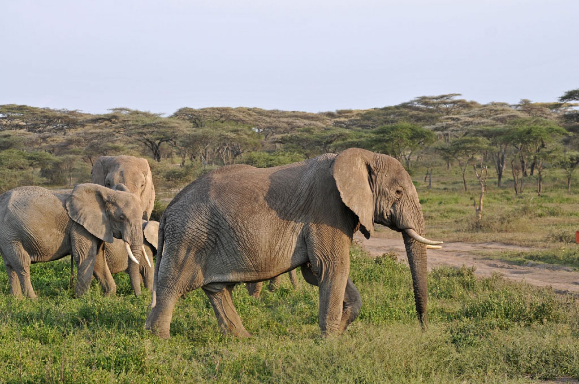 Spirit of Kenya field photograph 95