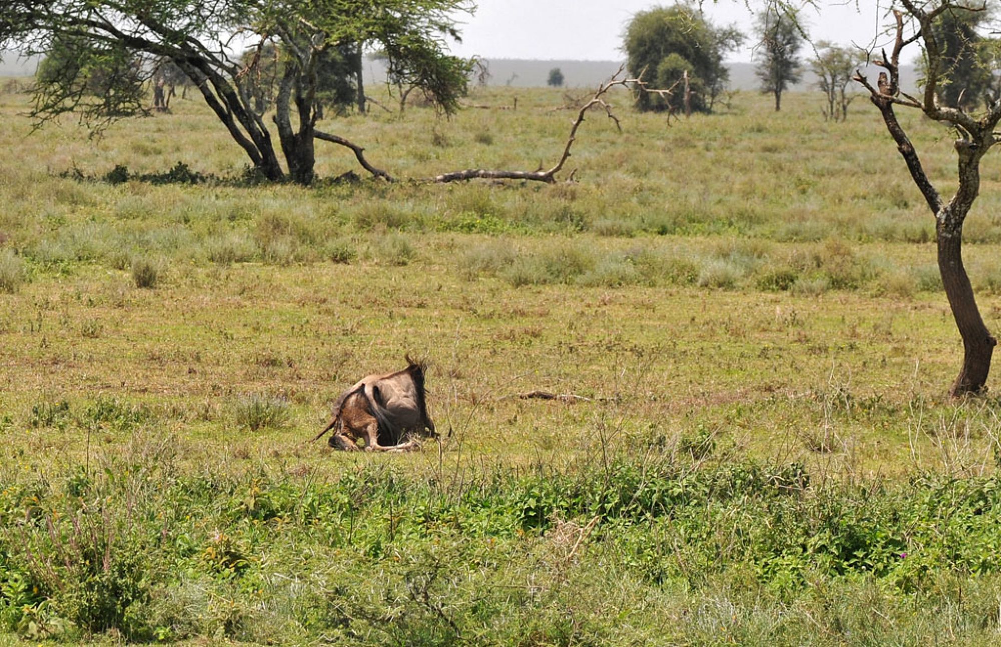 Spirit of Kenya field photograph 113