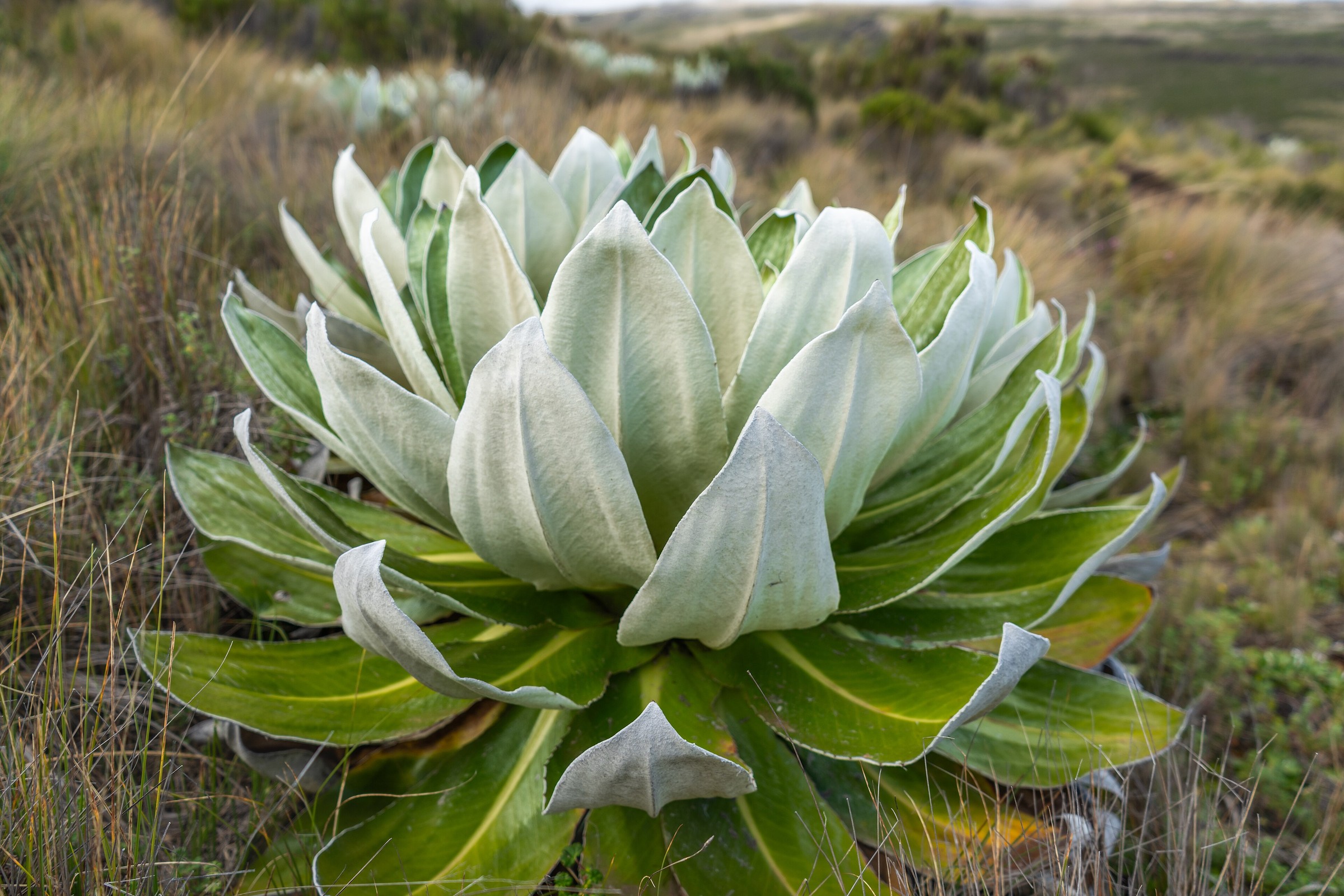 Giant lobelia on the mountain