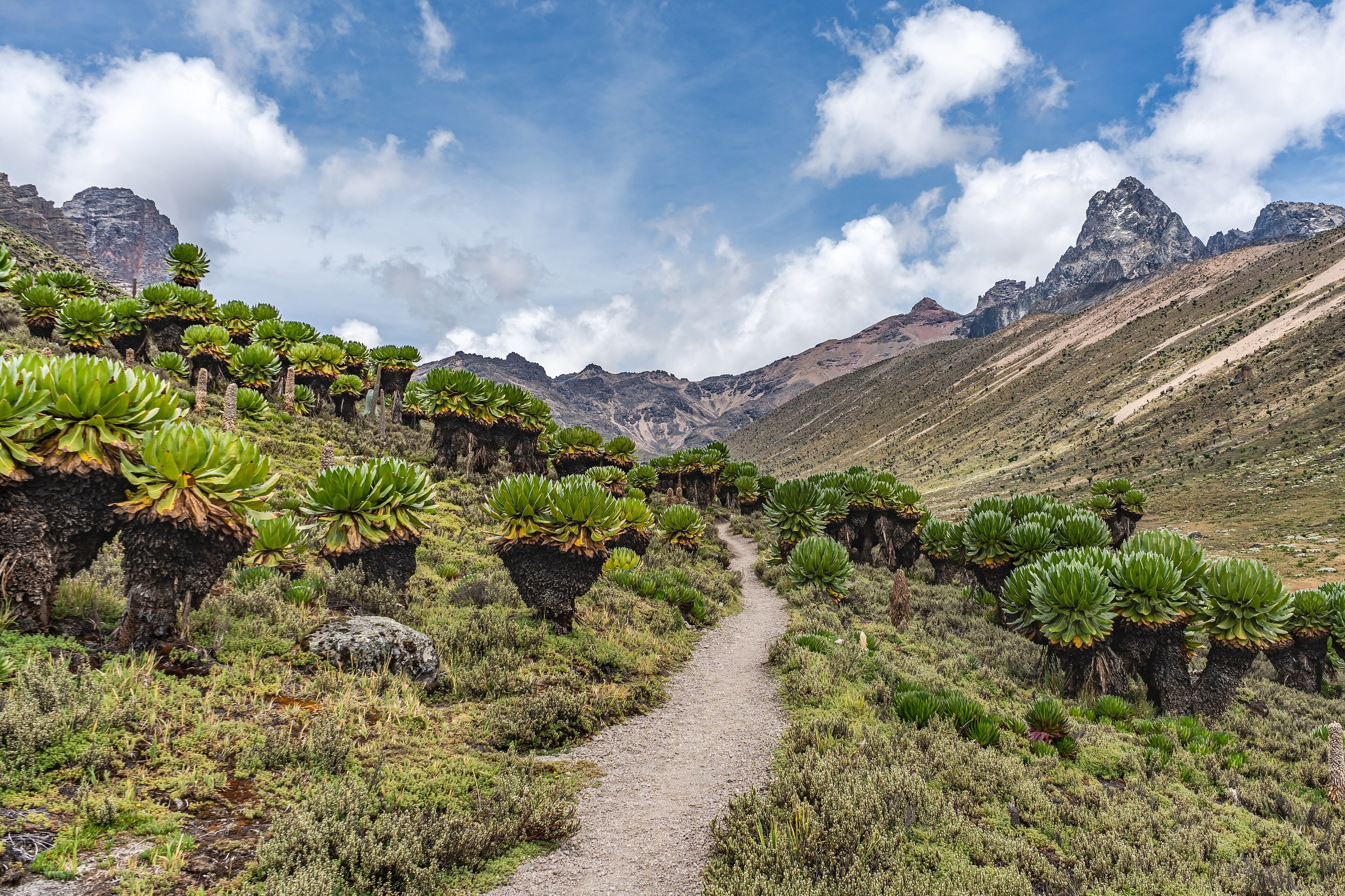 Path through the giant groundsel moorland