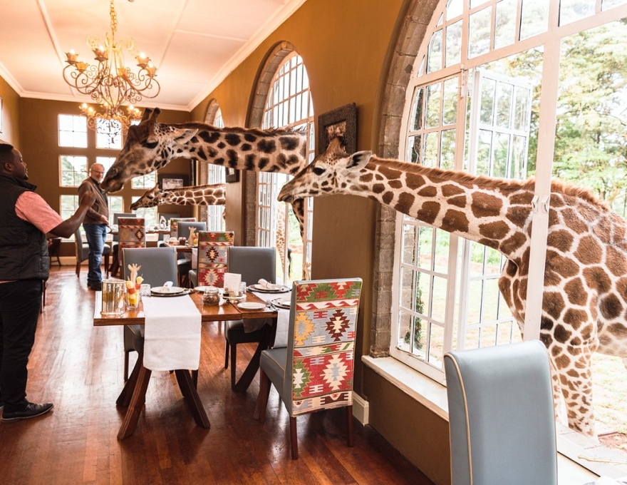 Giraffe Manor 4