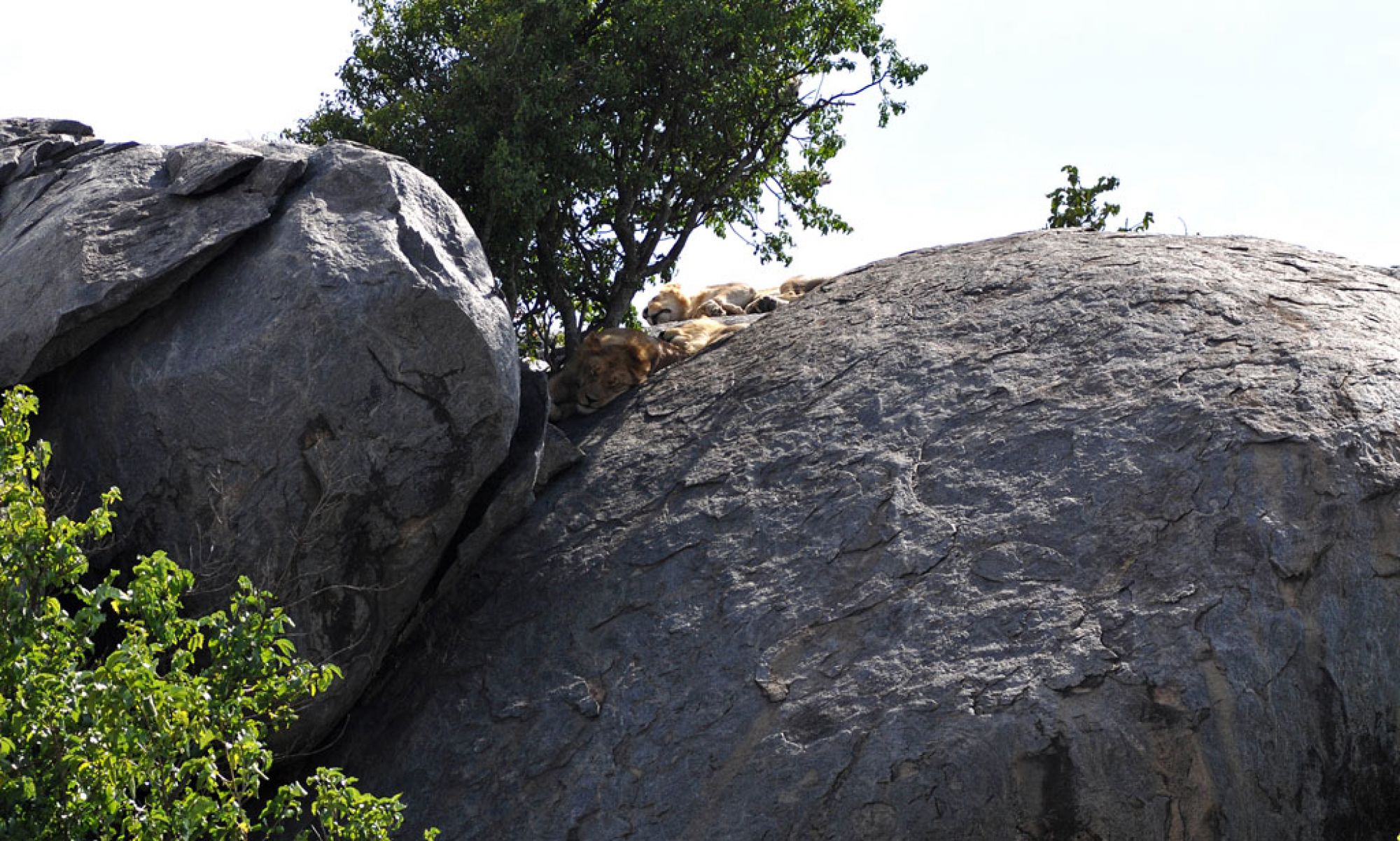 Lions resting together in the African landscape