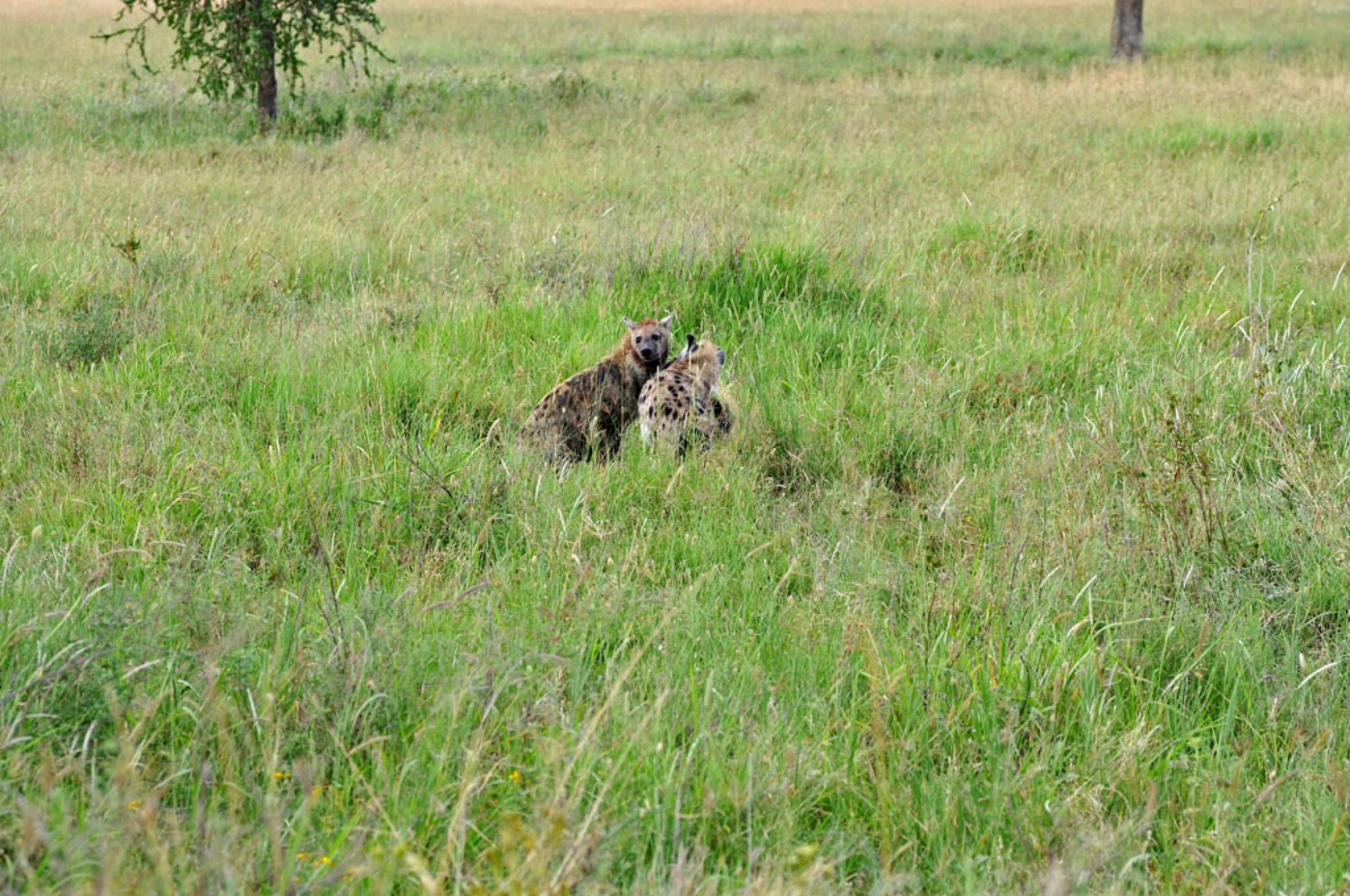 Spirit of Kenya original photograph 5