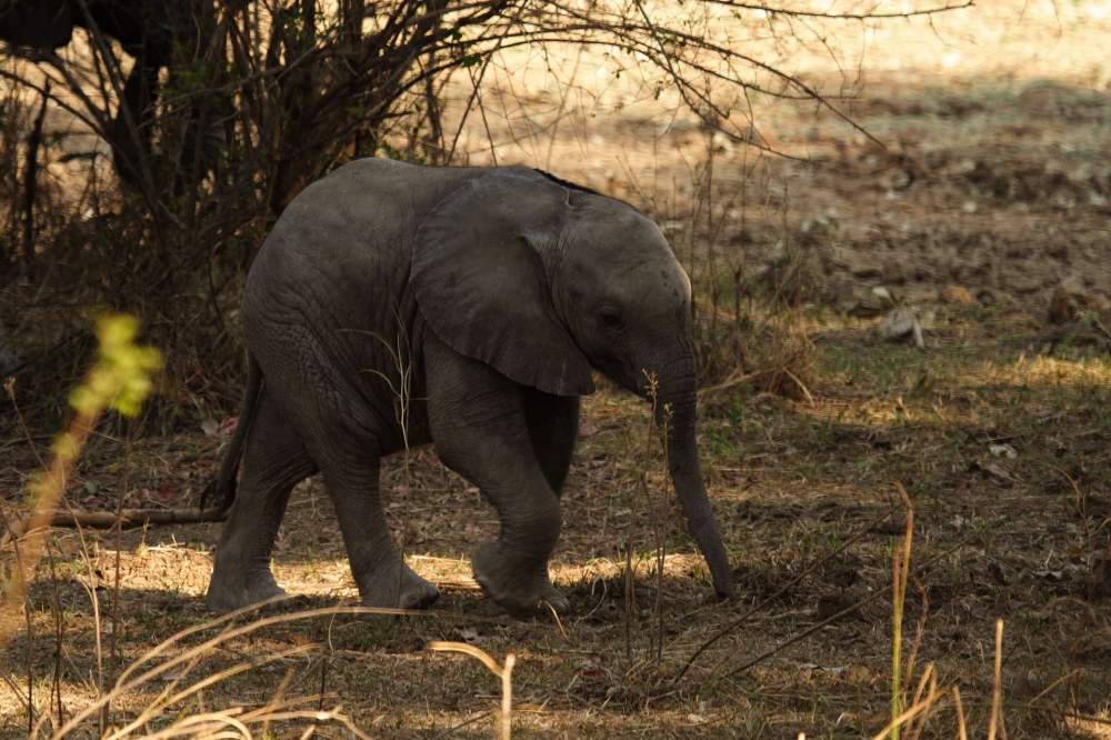 Best Of Botswana & Victoria Falls