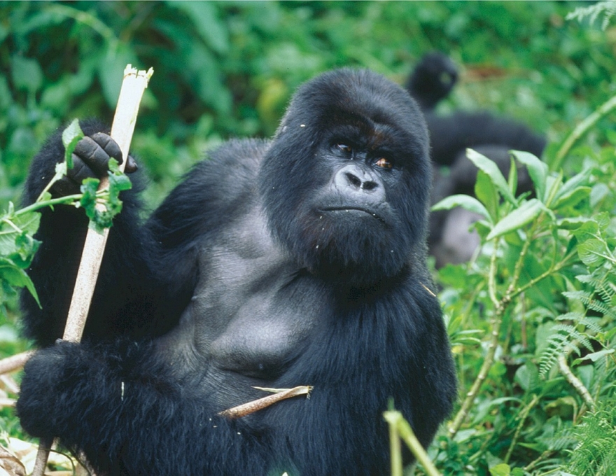 Original Spirit of Kenya route map: Rwanda Gorilla Safari