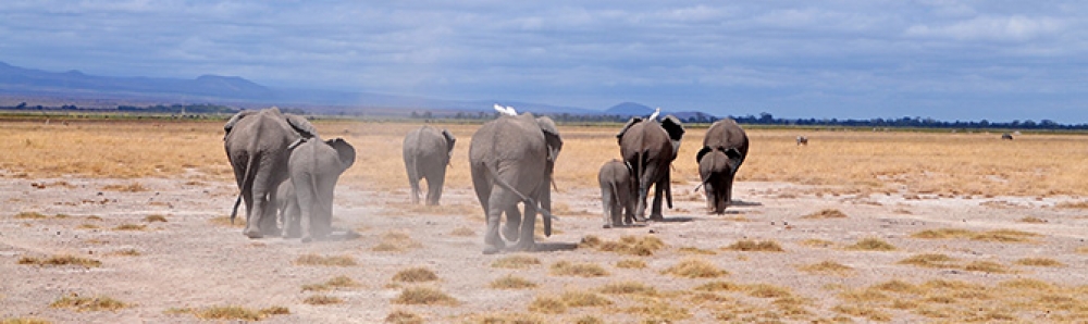 Spirit and Soul of Africa 4