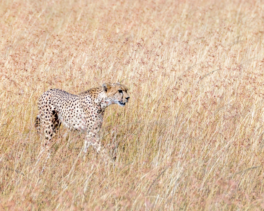 From Kenya to Tanzania with Love 2