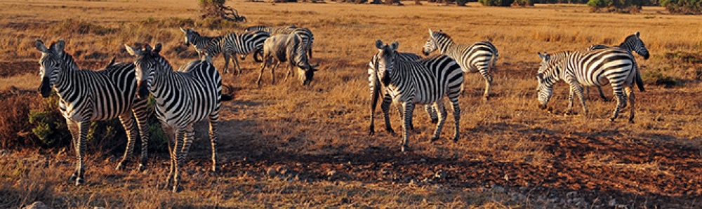 From Kenya to Tanzania with Love 5