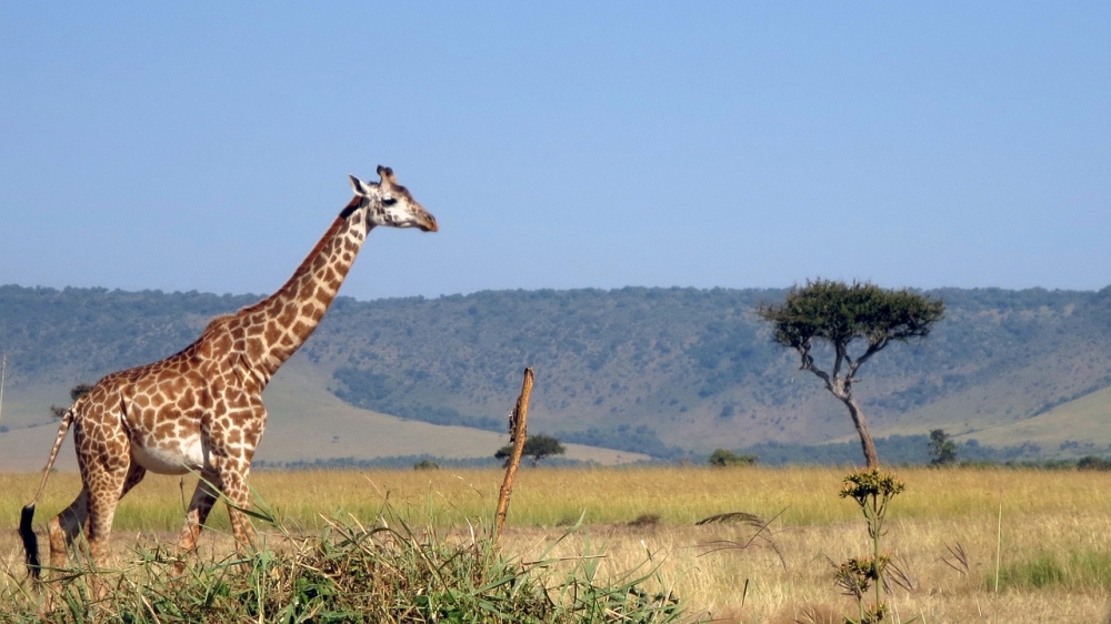 Big Kenya 9