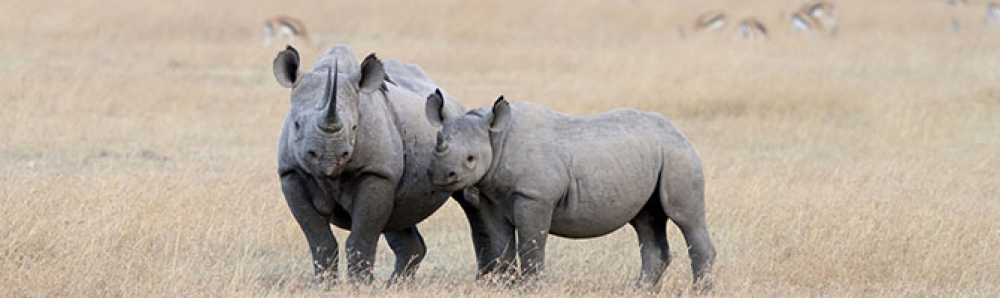 Wonders of Kenya and Tanzania 6