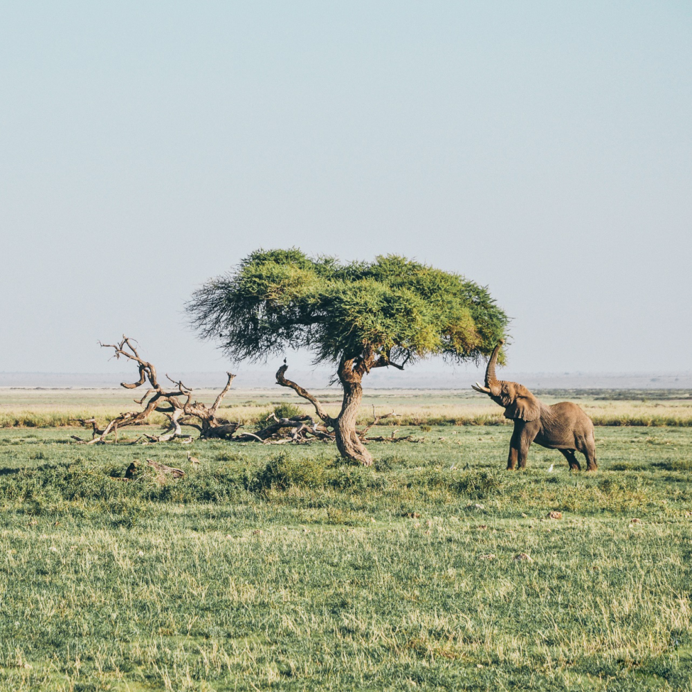 Living Among Lions 5