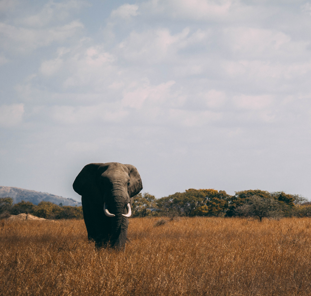 Spirit of Tanzania 1