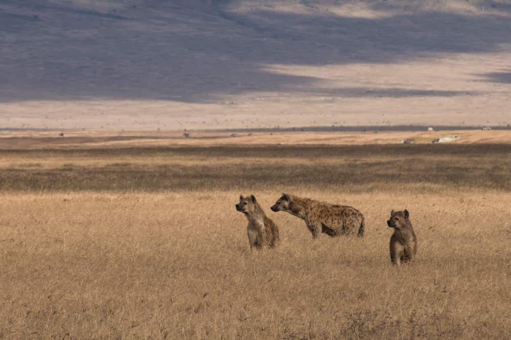 Spirit of Tanzania 2