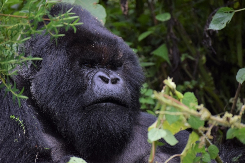 Rwanda Gorilla Safari 2