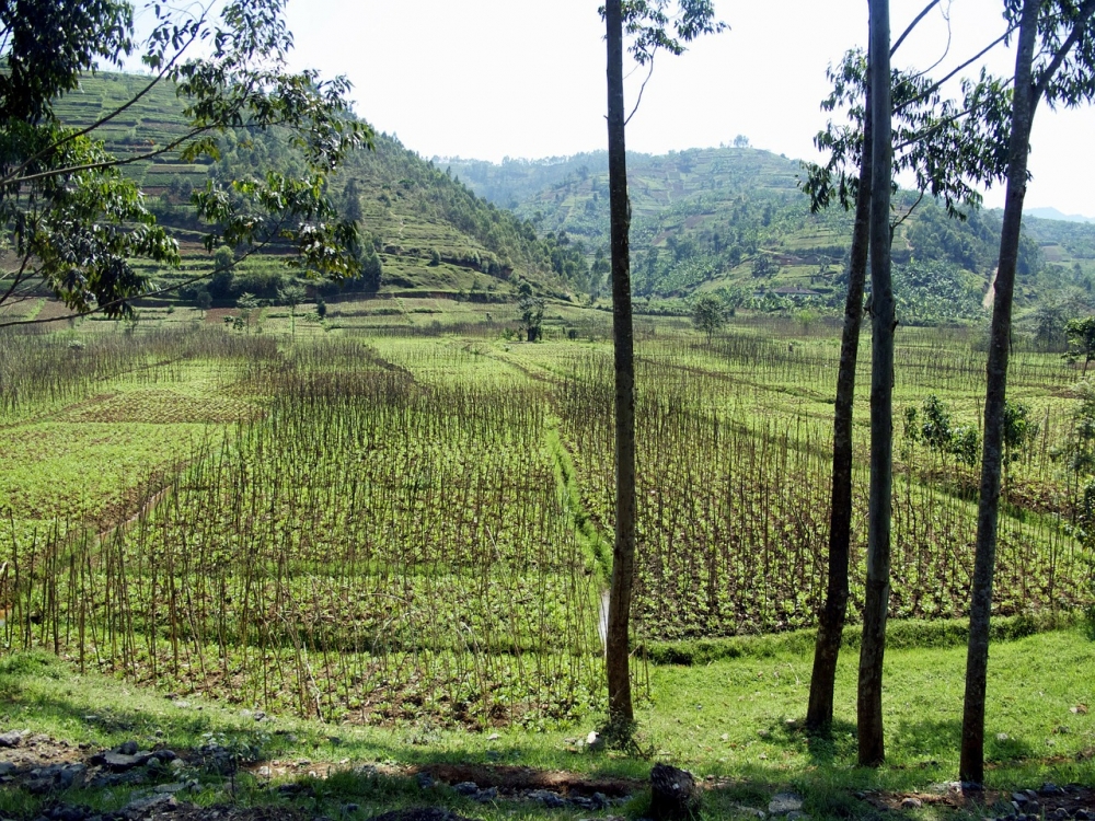 Rwanda Gorilla Safari 3