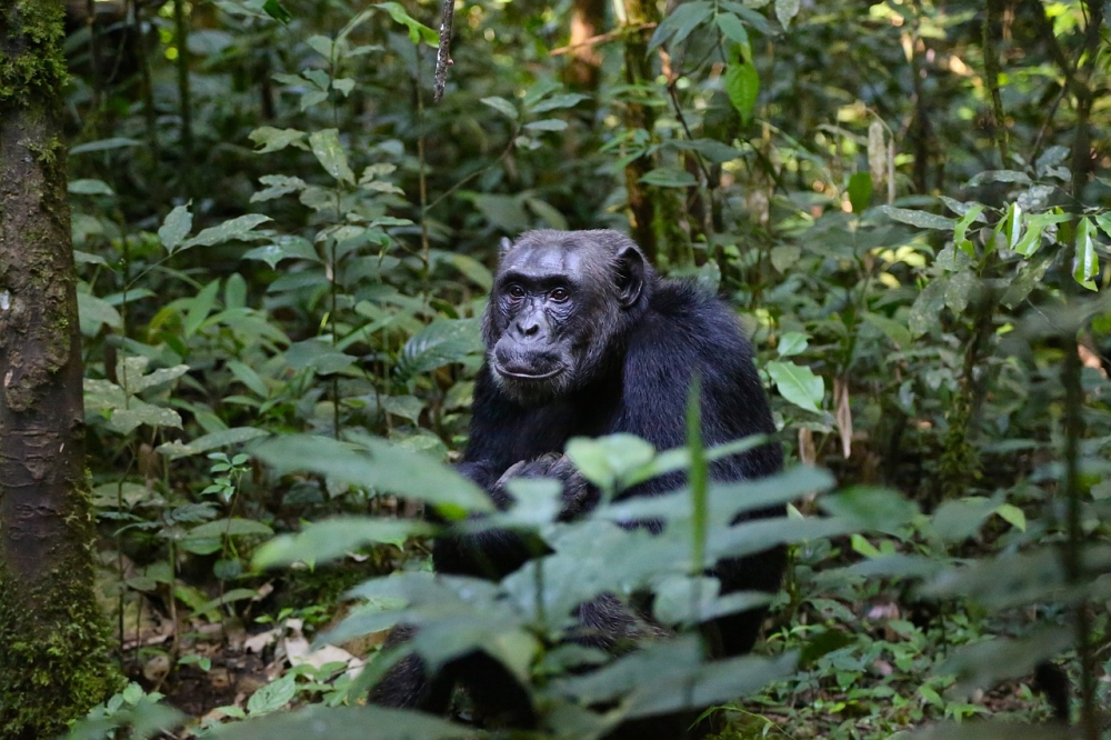 Primates of Uganda Safari 3
