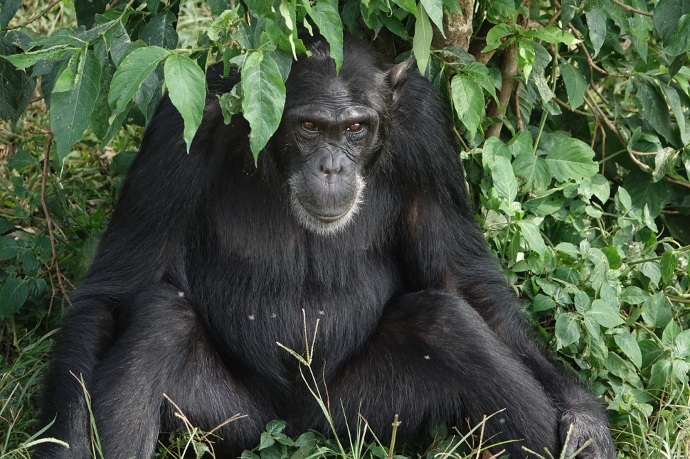 Uganda Gorilla Safari 2