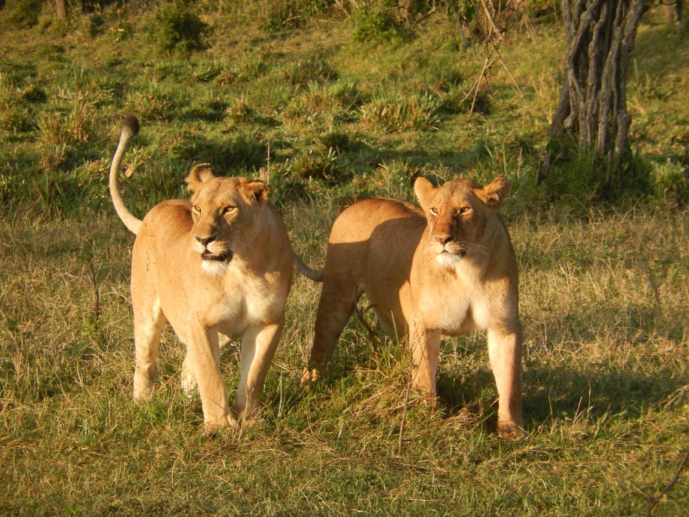 Wonders of Kenya and Tanzania 4