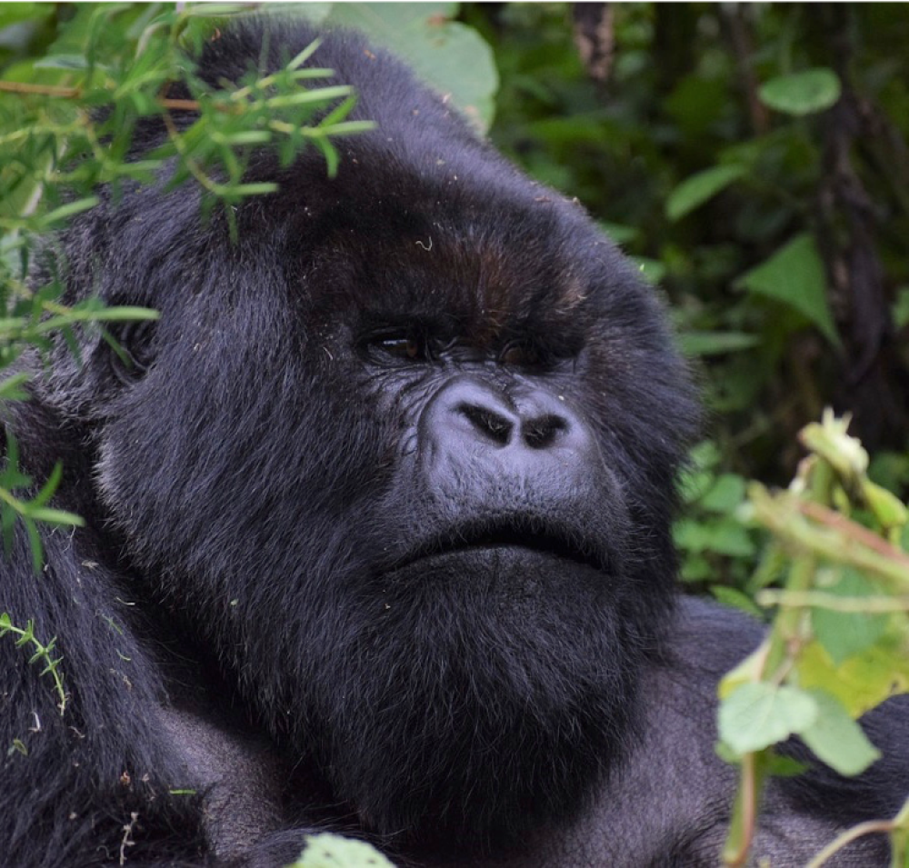 4 Days Uganda Safari – Via Rwanda 2