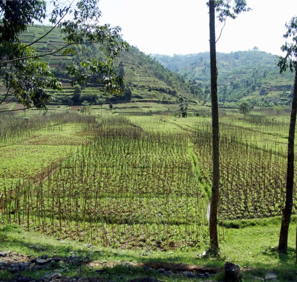 4 Days Uganda Safari – Via Rwanda 3