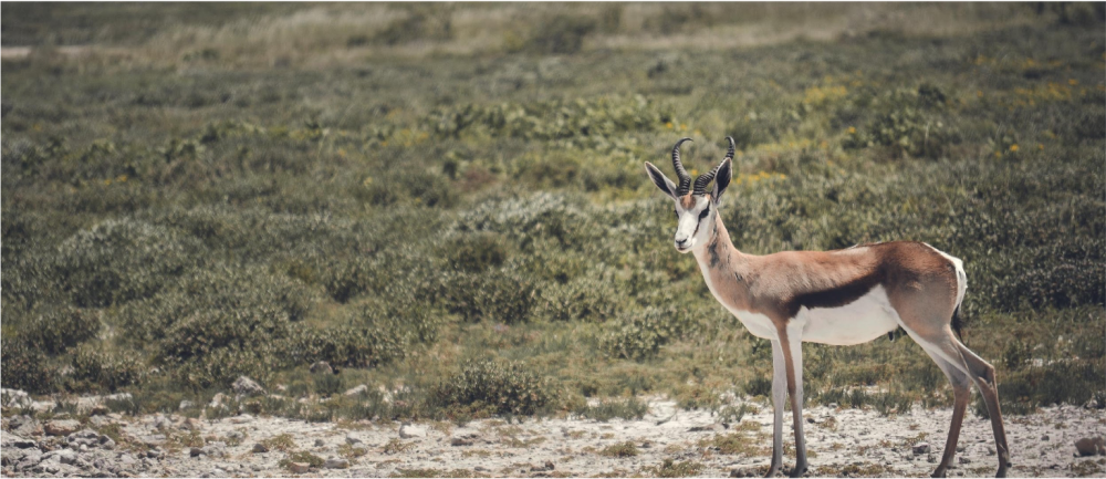 Namibia Fly In Superior Safari 4