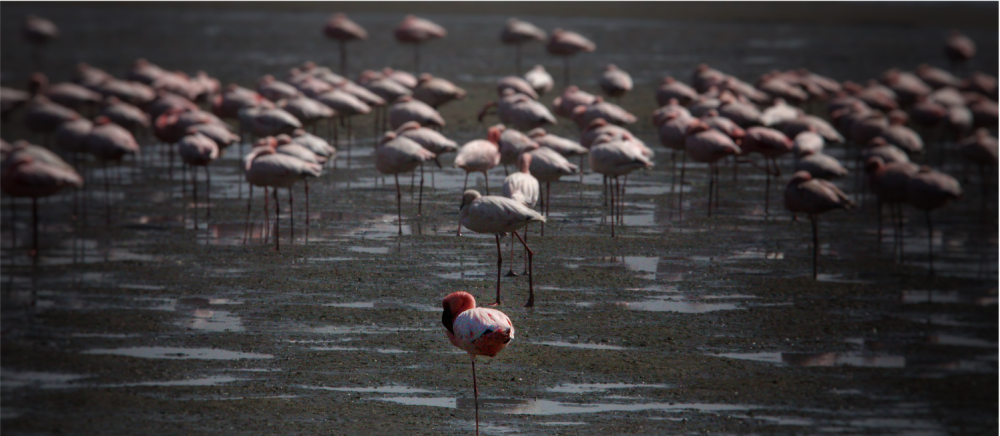 Namibia Highlight Standard Safari 3