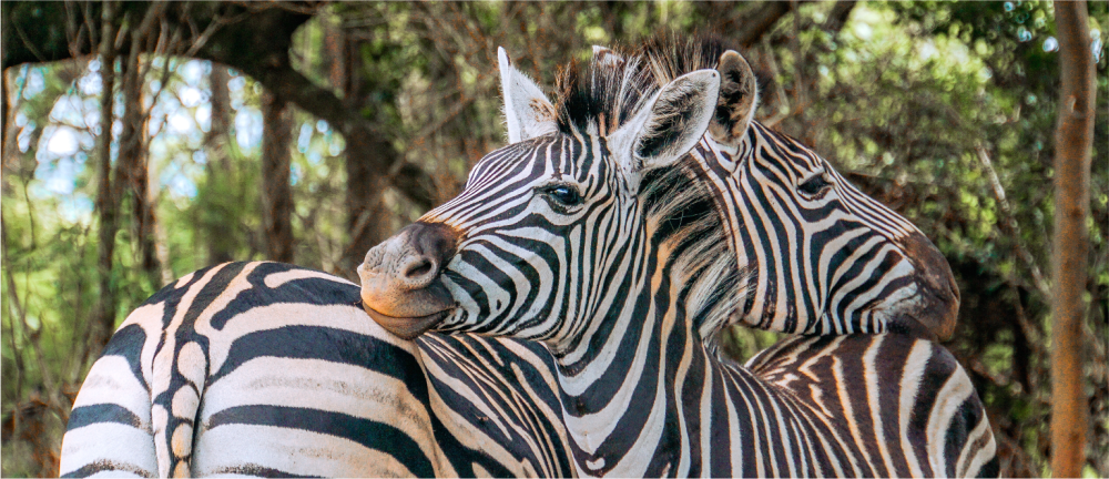 Namibia Highlight Standard Safari 5