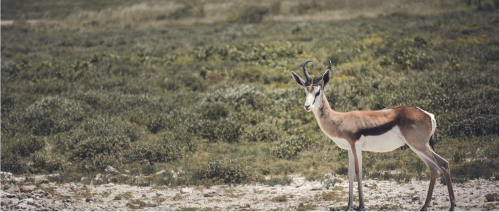 Namibia Highlight Standard Safari 8