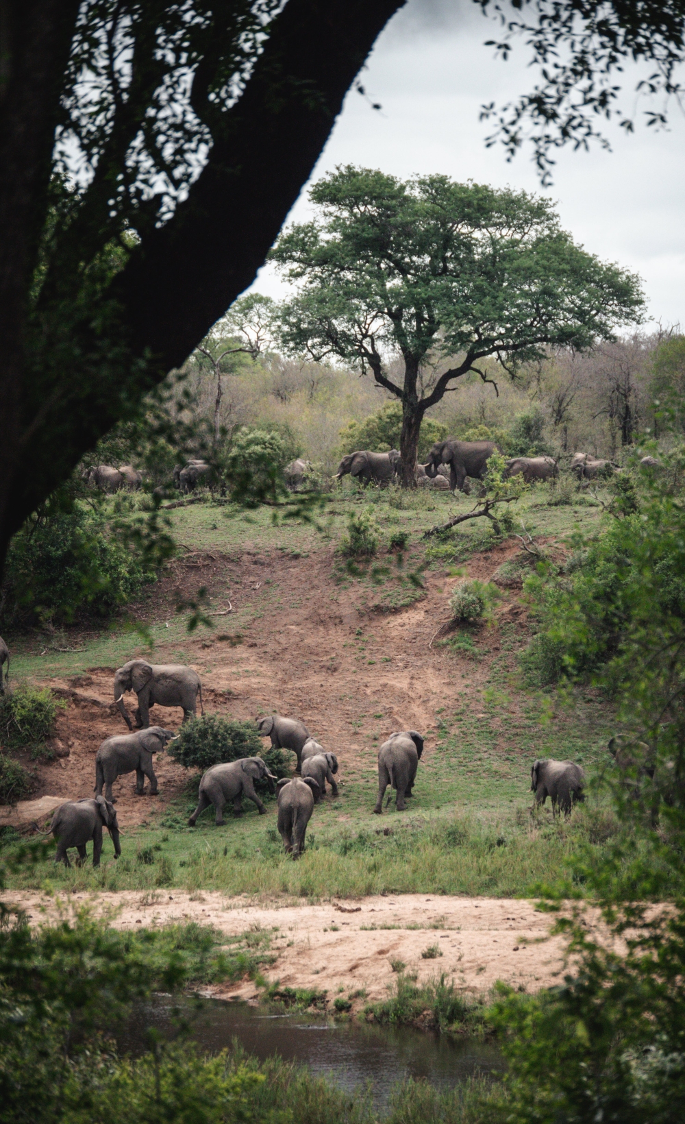 Cape Town and Kruger Safari - Luxury 3