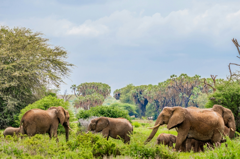 Exploring Kenya 1