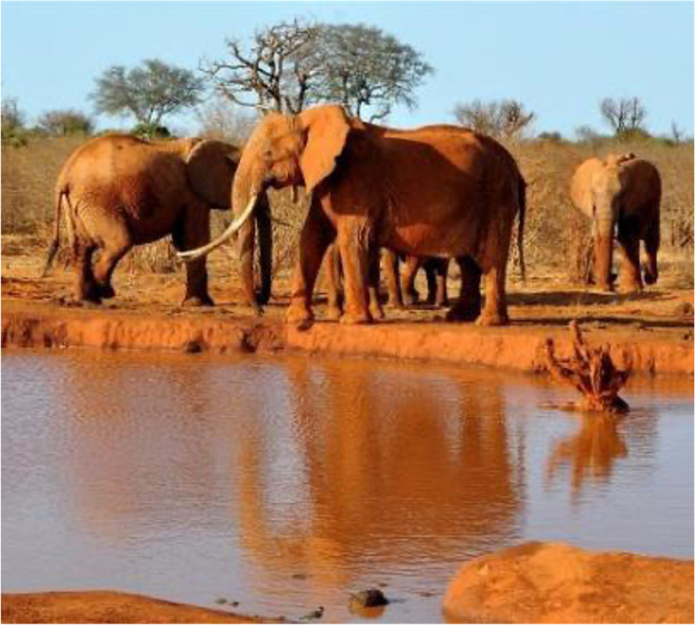 Big Kenya 7